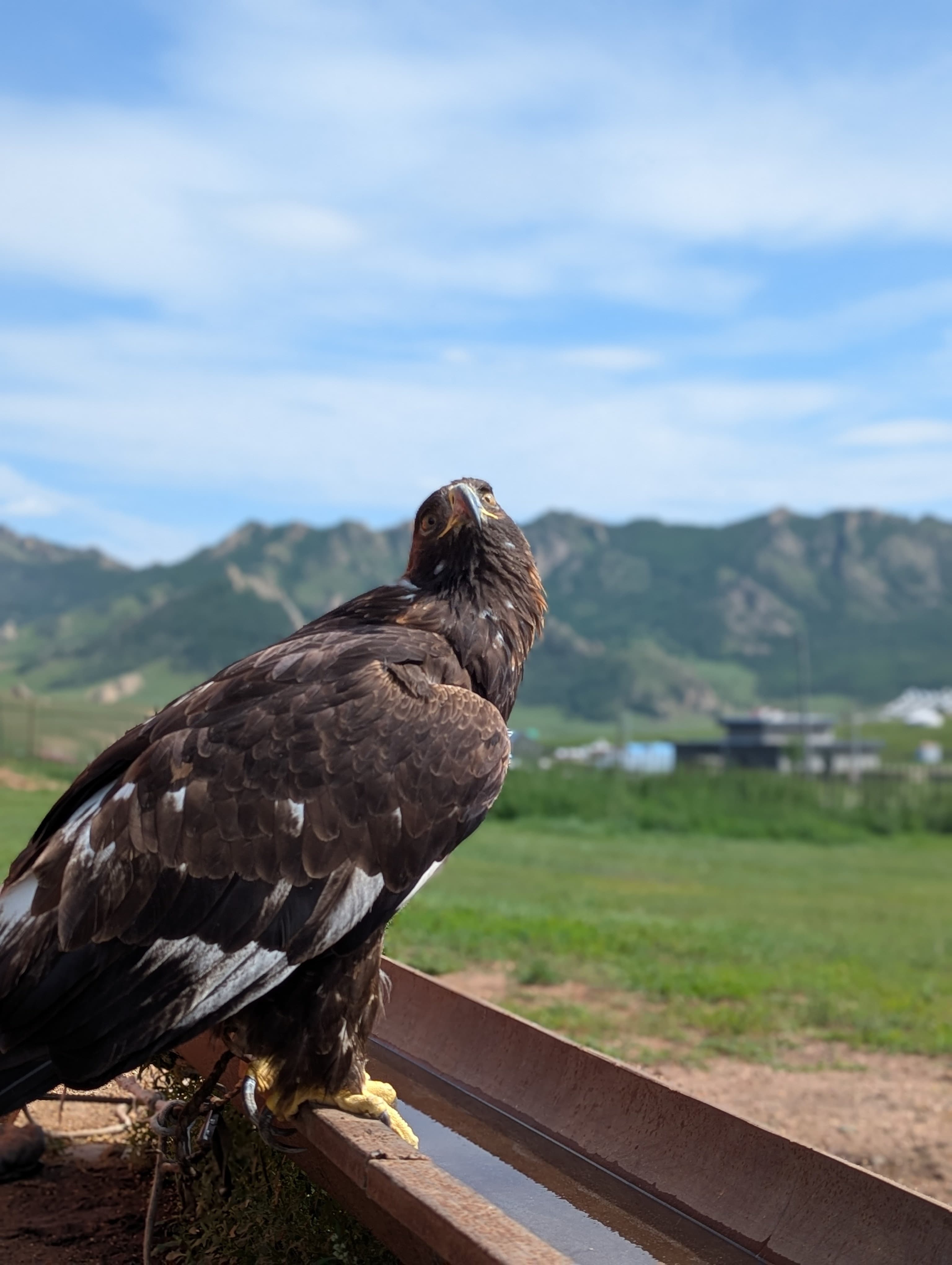 Eagle