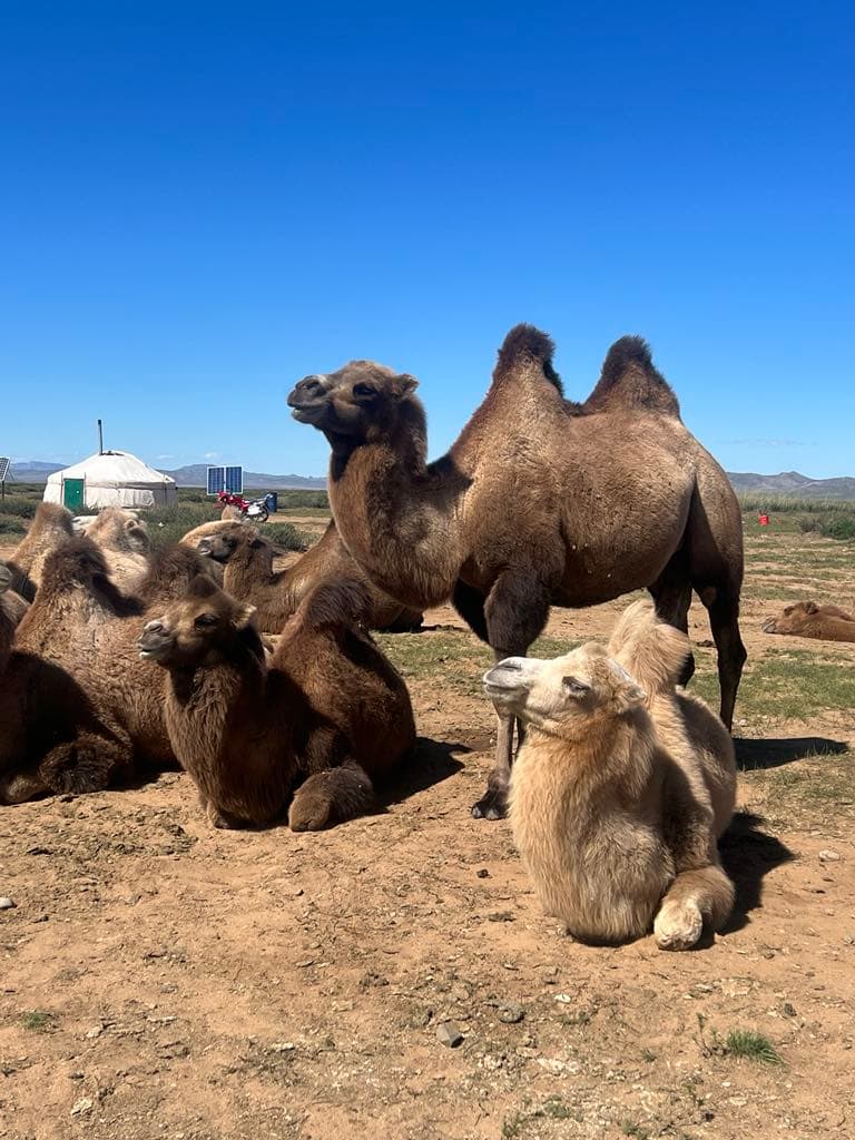 Herder family in Gobi